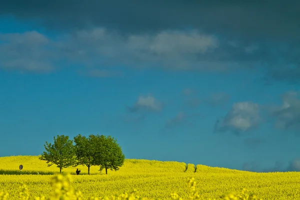 Céu tempestuoso sob o campo de estupros — Fotografia de Stock