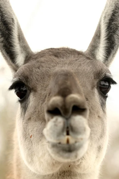 Lama — Stock Photo, Image