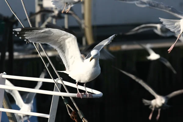 Bird seagull — Stock Photo, Image