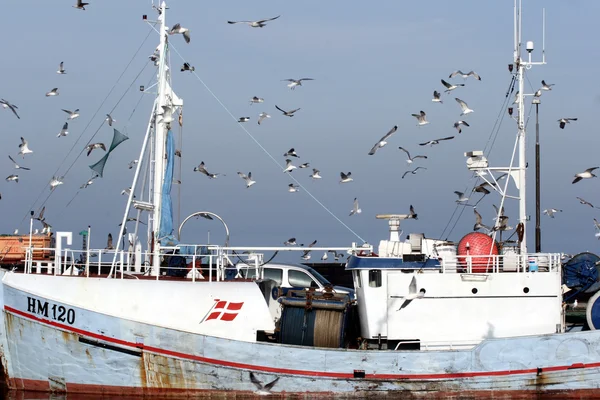 Bird seagull — Stock Photo, Image