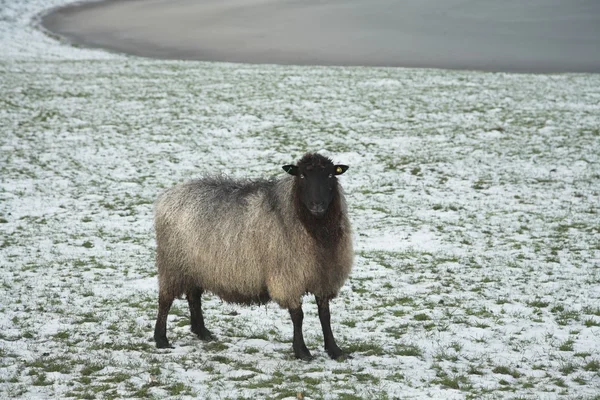 Las ovejas en el campo —  Fotos de Stock