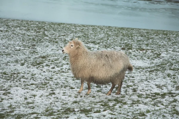 Terén a birkák — Stock Fotó