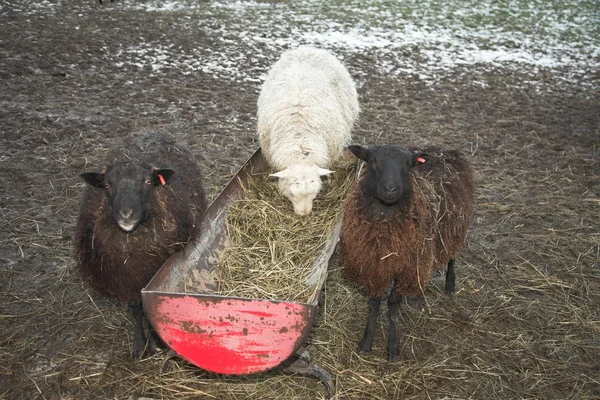 Las ovejas en el campo — Foto de Stock