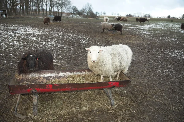 Terén a birkák — Stock Fotó