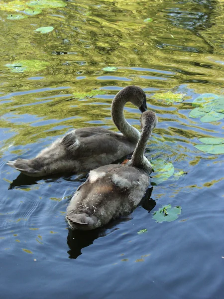 Schwäne — Stockfoto