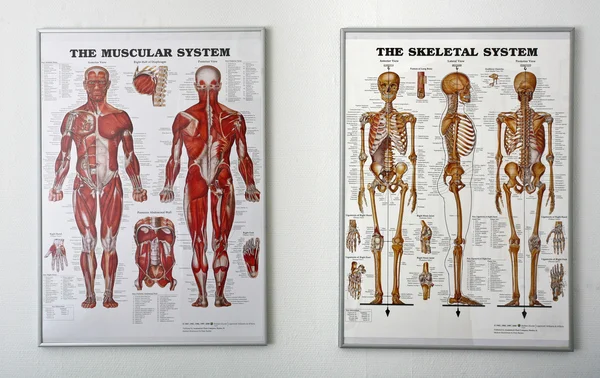 Chiropractise 诊所 免版税图库照片