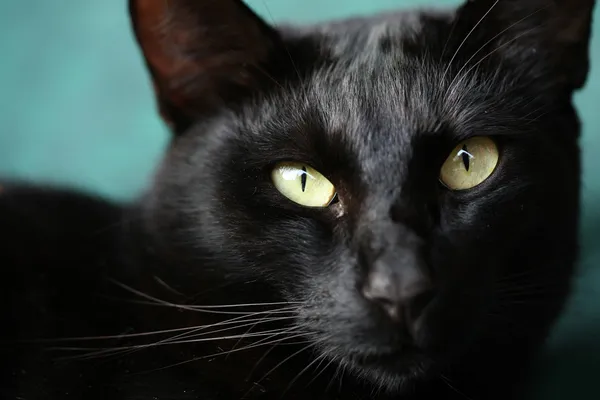 Black Hustler Pet Black Hustler Pet