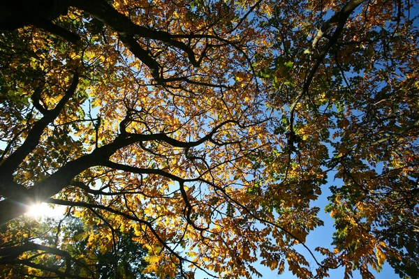 Bosque — Foto de Stock