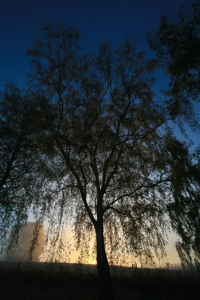 Naebbegaard — Stock fotografie