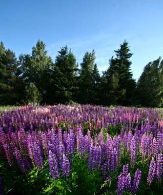 lupinus alanı