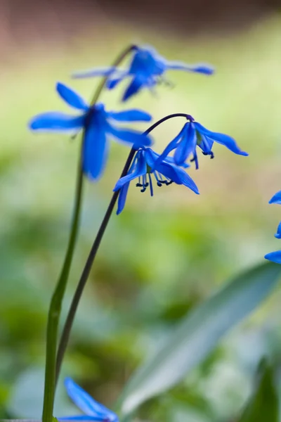 Blue wild flower in the grass — Stock Photo, Image