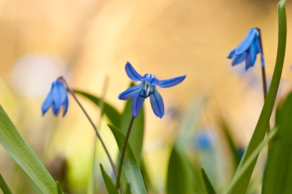 Fleur sauvage bleue dans l'herbe — Photo