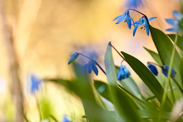 草の中の青い野生花 — ストック写真
