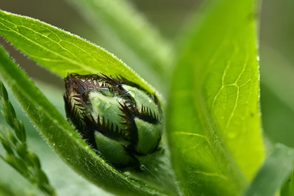 Nahaufnahme von Blumen — Stockfoto