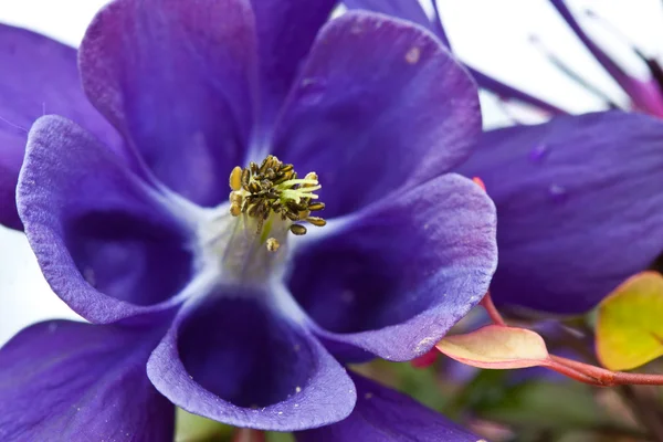 Close up of violet flowers — Stock Photo, Image