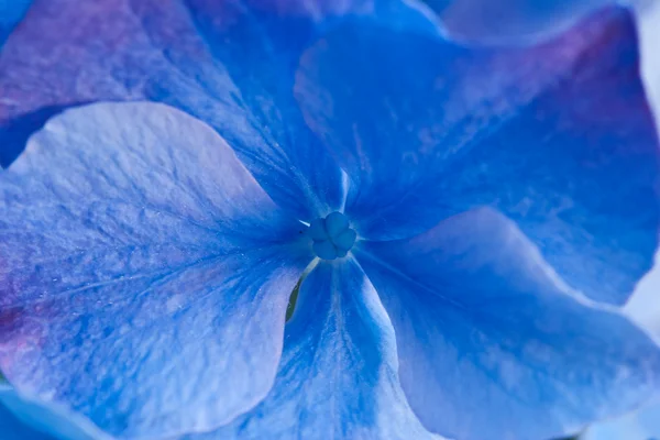 Close-up van blauwe bloemen — Stockfoto