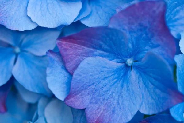 Gros plan de fleurs bleues — Photo