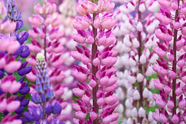 Lupinus 필드 — 스톡 사진