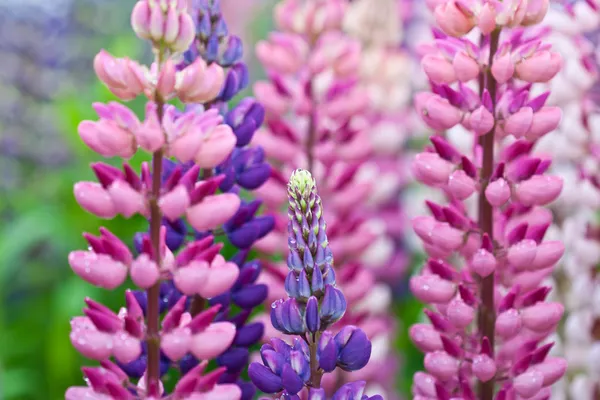 Lupinus veld — Stockfoto