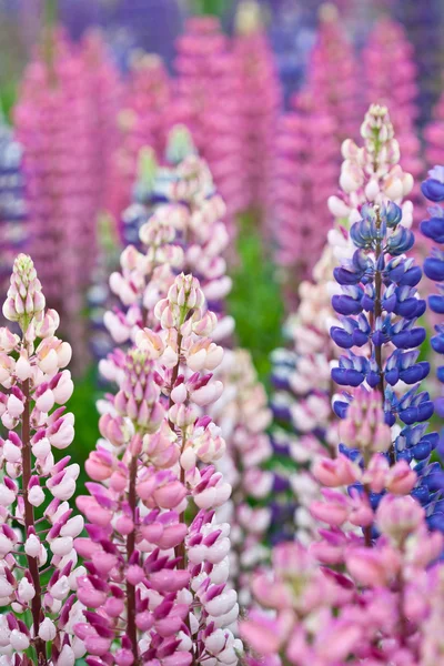 Lupinus fältet — Stockfoto