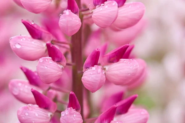 Lupinus — Foto de Stock