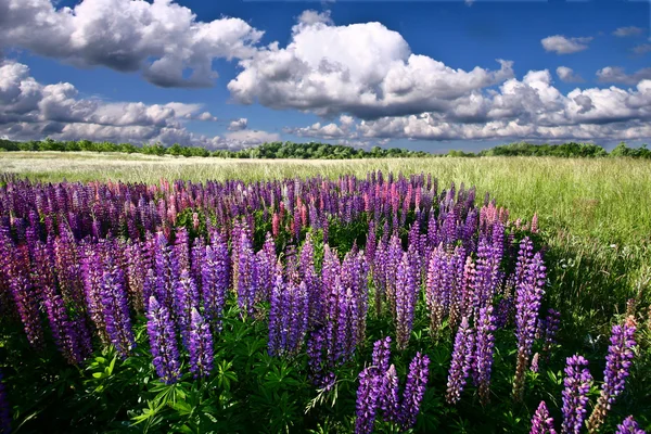 Lupinus Field — Stock Photo, Image