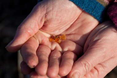 Very small pieces of amber at the beach of the Island of Fanoe clipart