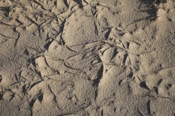 デンマ 2 本の fanoe のビーチ島で砂のパターンの詳細 — ストック写真