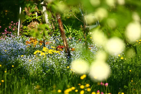 Giardino con fiori colorati — Foto Stock