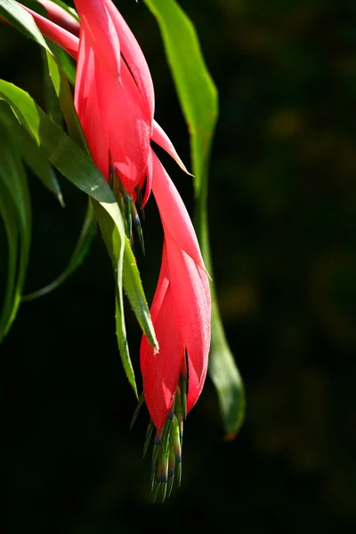 Fiore rosso fronting uno sfondo neutro — Foto Stock