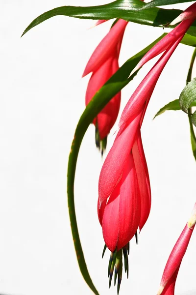 Fiore rosso fronting uno sfondo neutro — Foto Stock