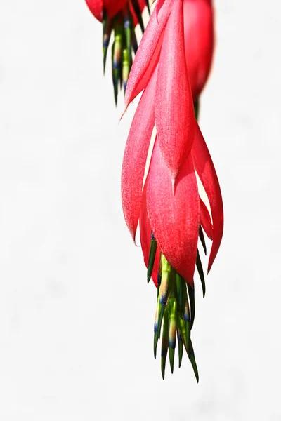 Flor vermelha frente a um fundo neutro — Fotografia de Stock