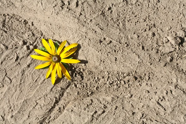 Kurutulmuş dünya üzerindeki sarı çiçek — Stok fotoğraf