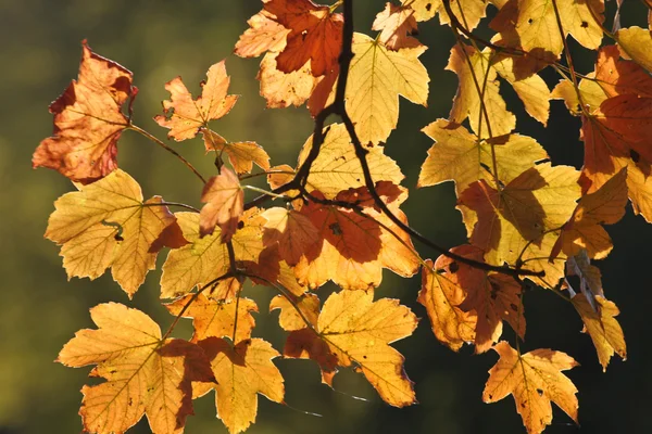 Forêt d'automne — Photo