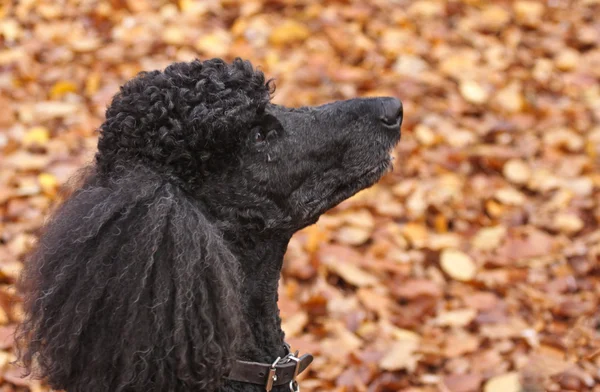 Cães — Fotografia de Stock