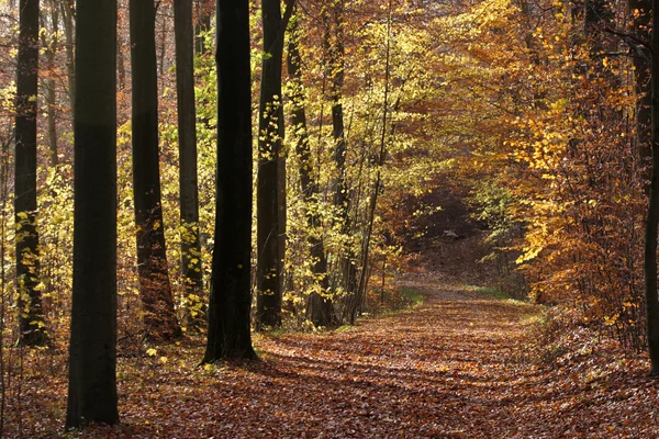 Podzimní les — Stock fotografie