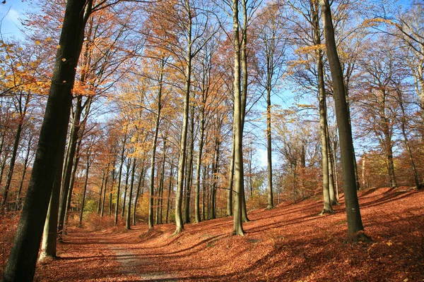 Podzimní les — Stock fotografie