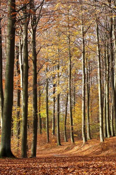 Höst skog — Stockfoto