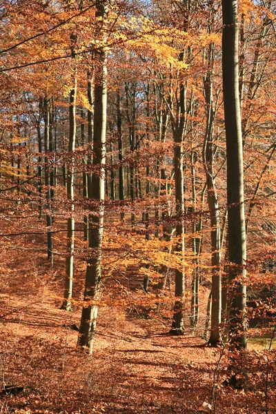 Podzimní les — Stock fotografie