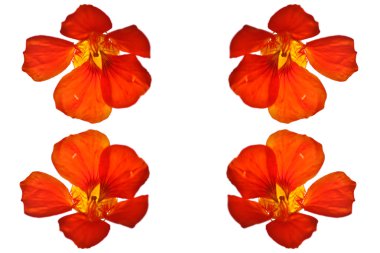 Kırmızı çiçek. Yaklaş.