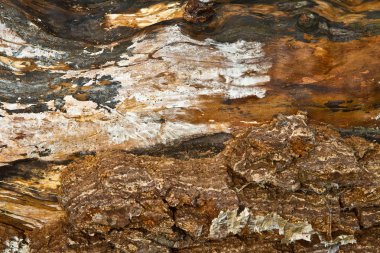 Bu kadar yakın ağaç arka plan resmi olarak kullanılabilir