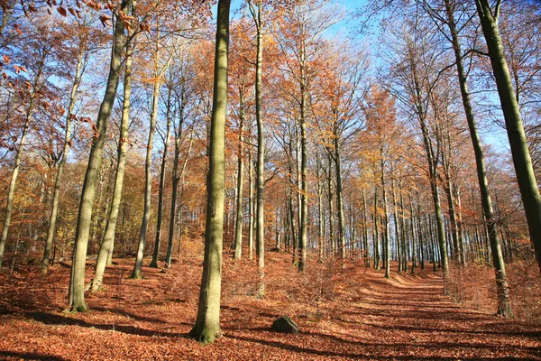 Jesień las pople — Zdjęcie stockowe