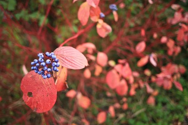 Pflanze mit violetten Beeren und roten Blättern — Stockfoto