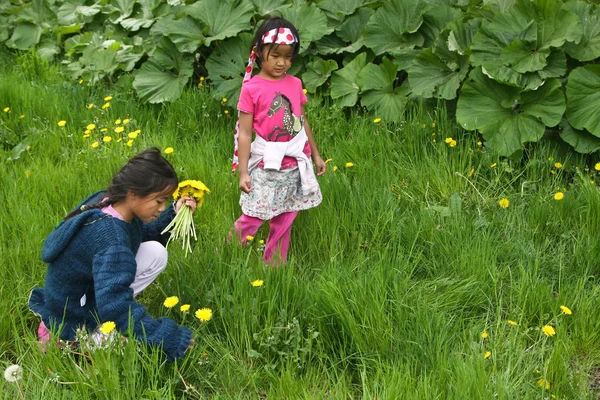 Ragazze raccogliendo fiori — Foto Stock