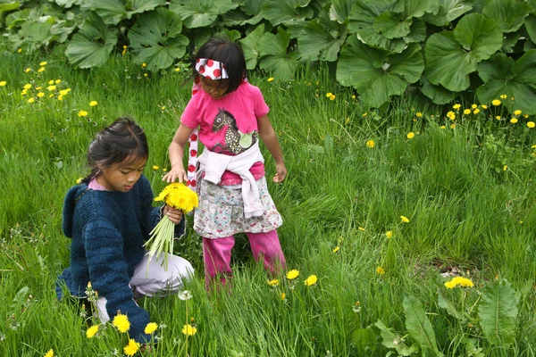 Flickor plockande upp blommor — Stockfoto