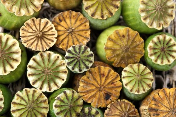 Opium poppy seed capsul — Stock Photo, Image