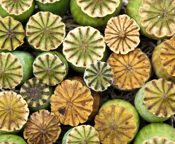 Capsula di semi di papavero da oppio — Foto Stock