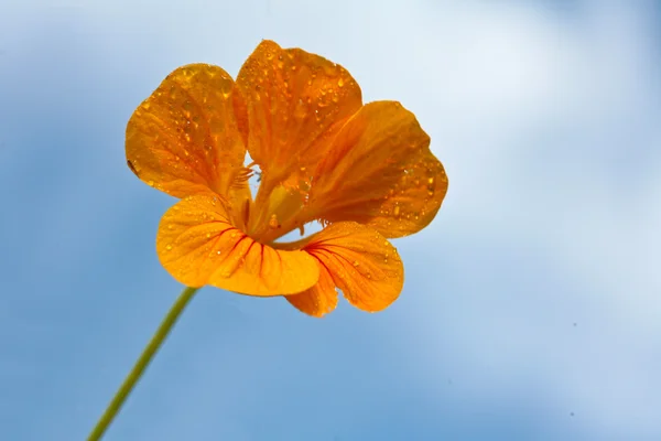 오렌지 꽃과 푸른 하늘 — 스톡 사진
