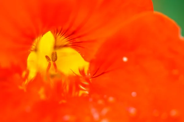 Red flower close up — Stock Photo, Image