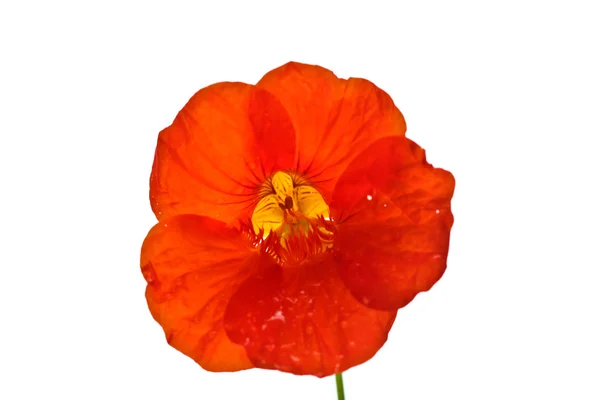Rode bloem close up — Stockfoto